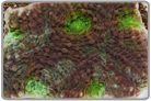 Green Acan Echinata Brain